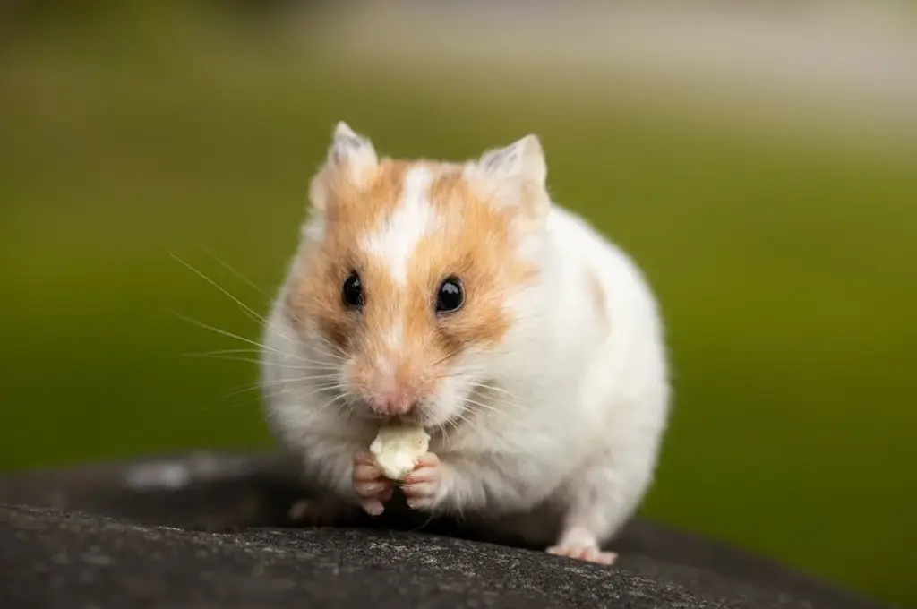 倉鼠飼養指南：溫度與濕度的掌握