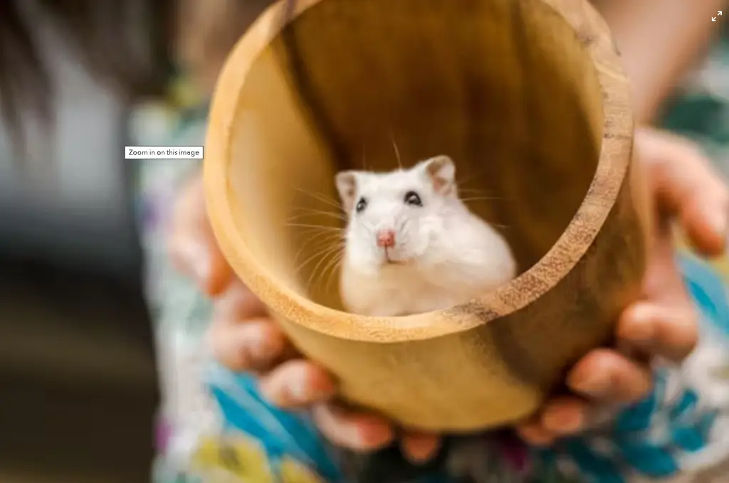 倉鼠很熱：台灣飼主防暑秘笈大公開