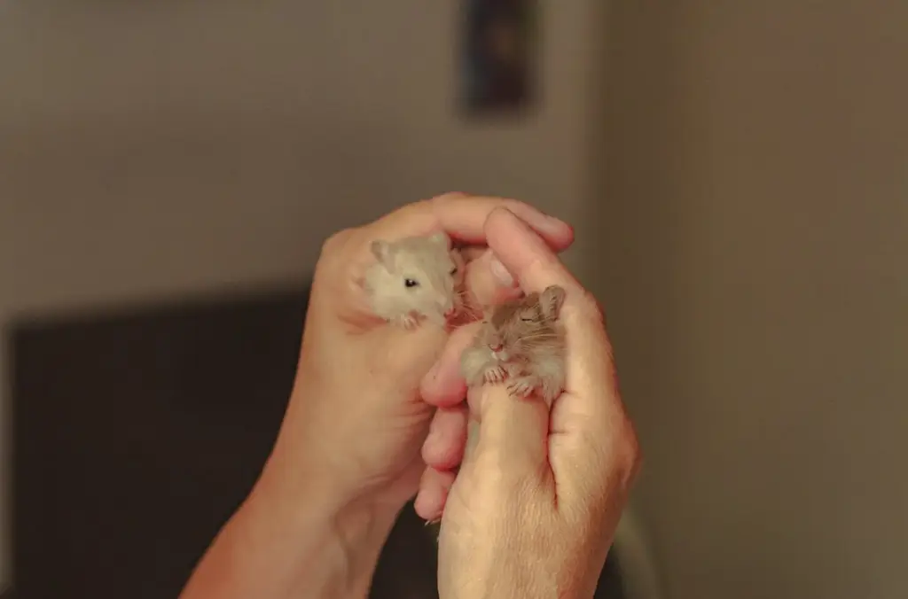 倉鼠飼料推薦指南：培養健康活潑的小夥伴