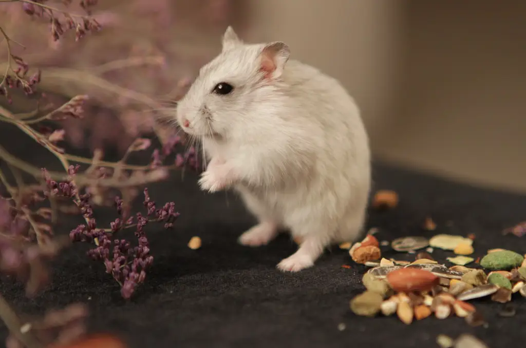 LOLO頂級寵物鼠主食