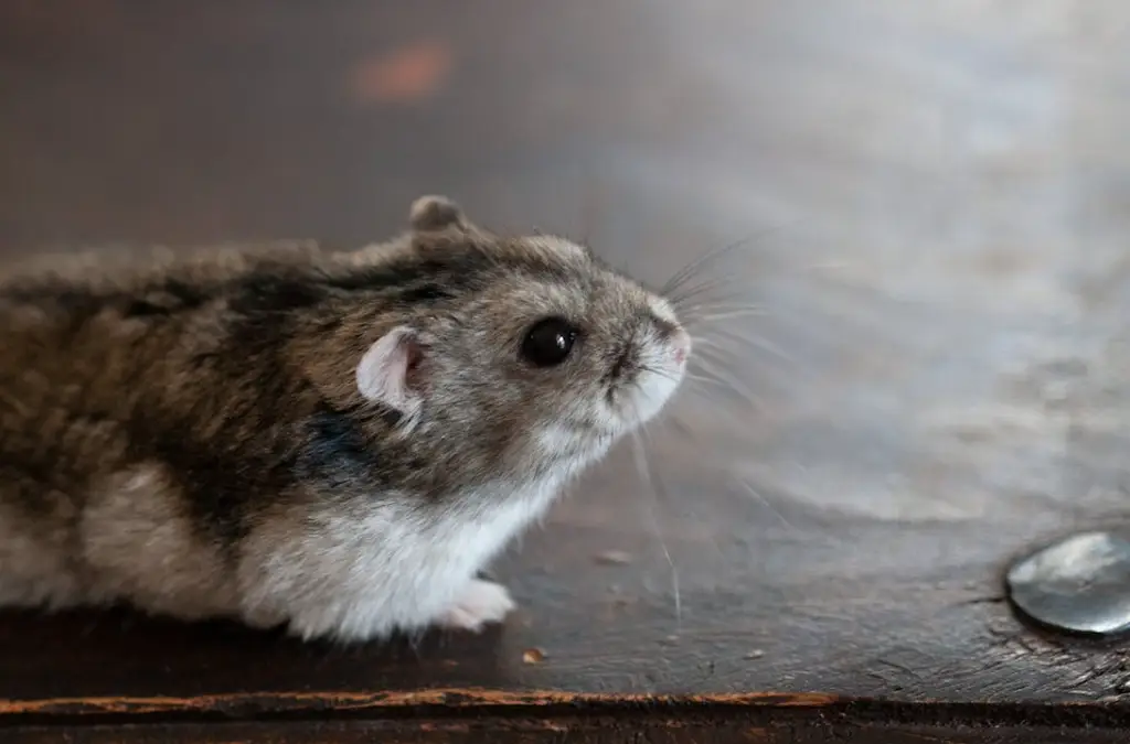 倉鼠整理箱的缺點：飼養時不可不知的缺點與應對之道