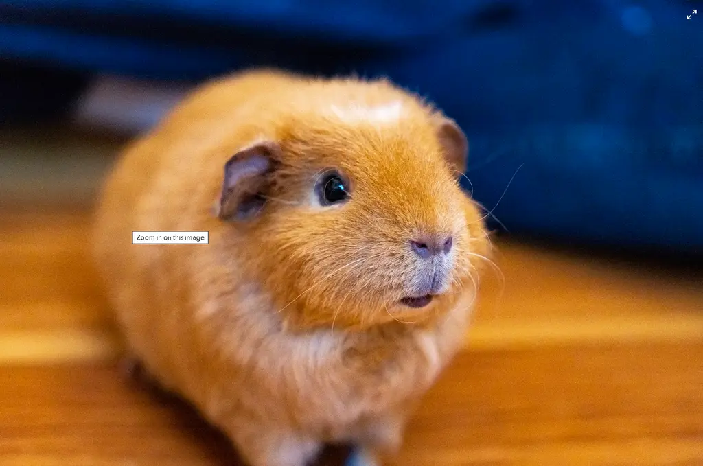 倉鼠百科：飼養指南與品種介紹