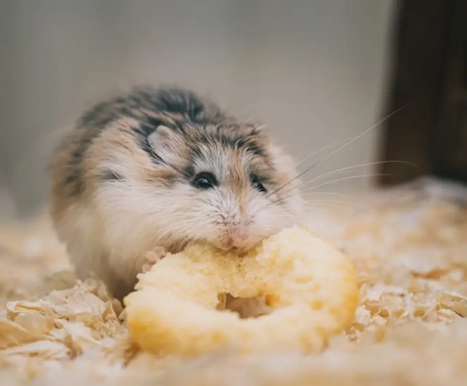 倉鼠飼料與活餌蟲──寵鼠飲食的必備指南