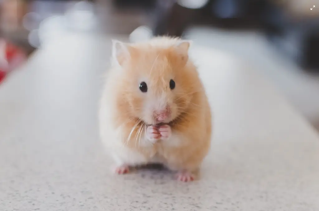 寵愛你的小萌寵！打造舒適凡爾賽倉鼠飼料指南