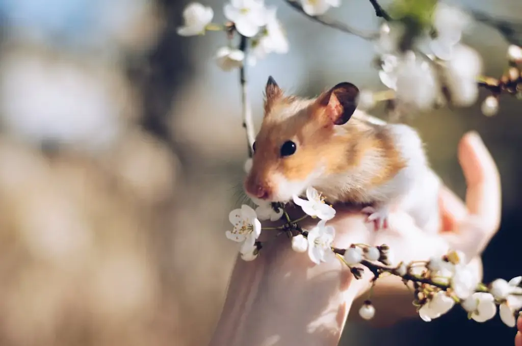 小可愛大世界：銀狐鼠與三線鼠的飼育指南